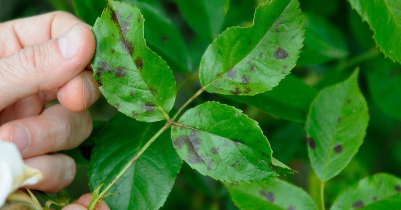 Clear Diseased Leaves Before They Spread Clear Diseased Leaves Before They Spread