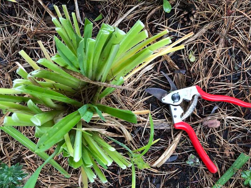 Clear Fallen Debris From Around Each Plant Clear Fallen Debris From Around Each Plant