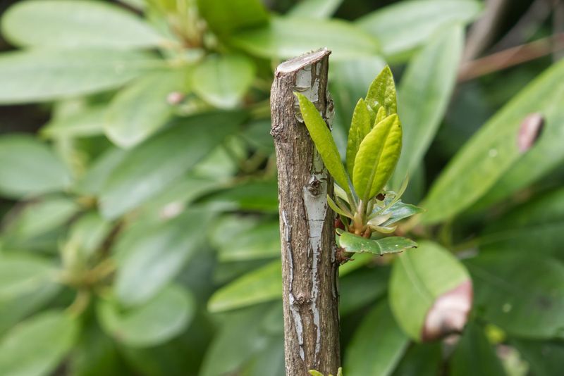 Clear Out Broken Or Damaged Branches Now Clear Out Broken Or Damaged Branches Now