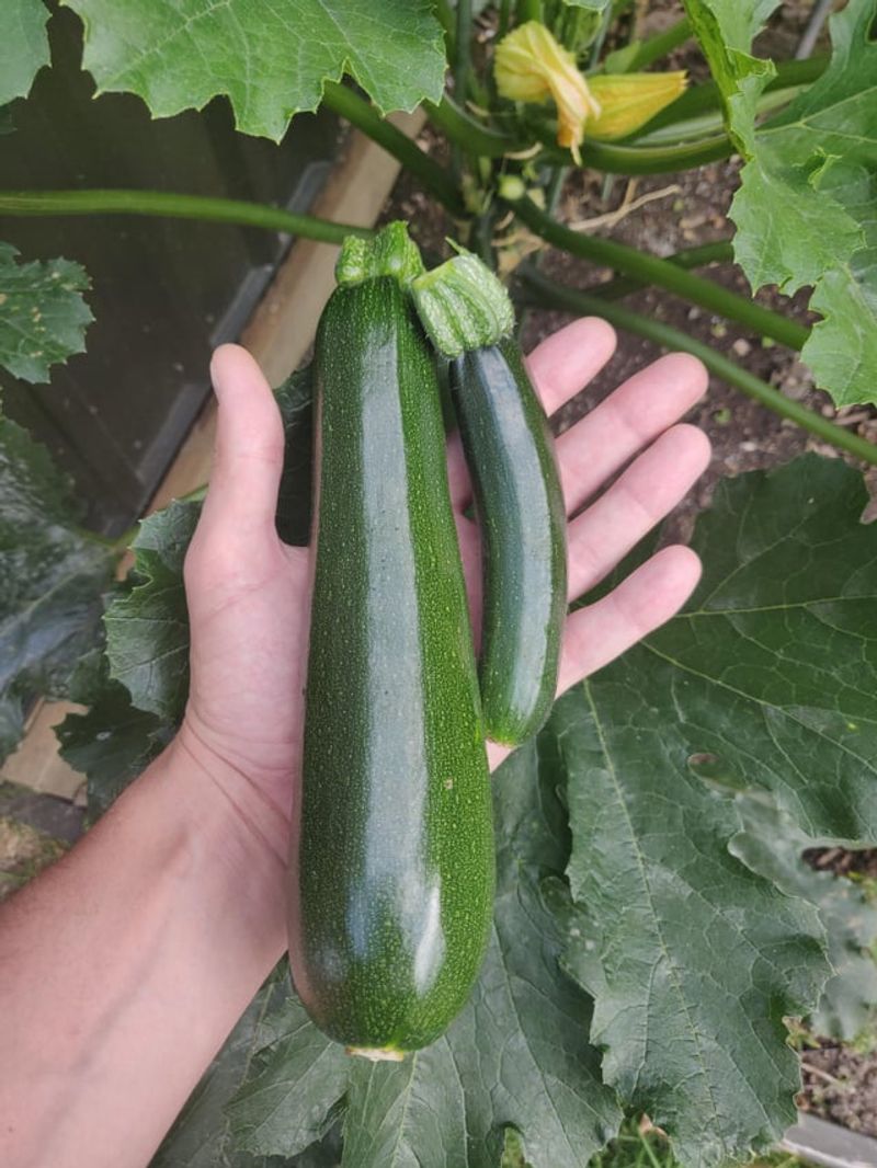 Clear Out Faded Zucchini And Squash In New York Yards