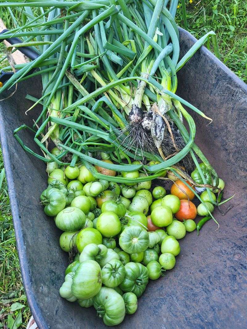 Clear Out Spent Plants And Fallen Vegetables Clear Out Spent Plants And Fallen Vegetables