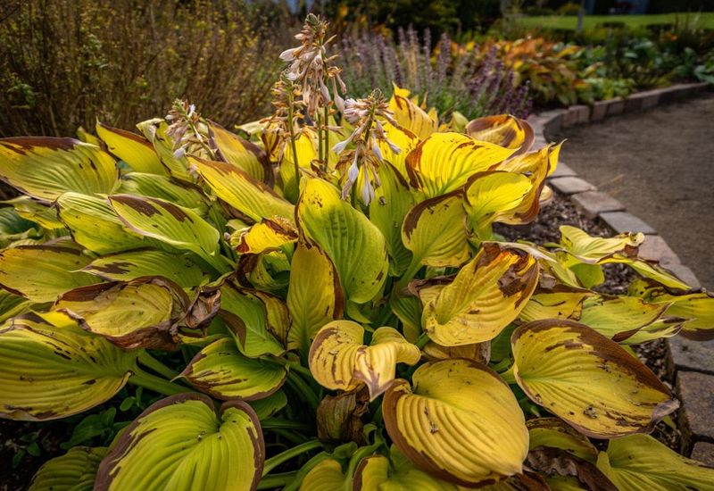 Clear Spent Hosta Leaves From Shade Gardens
