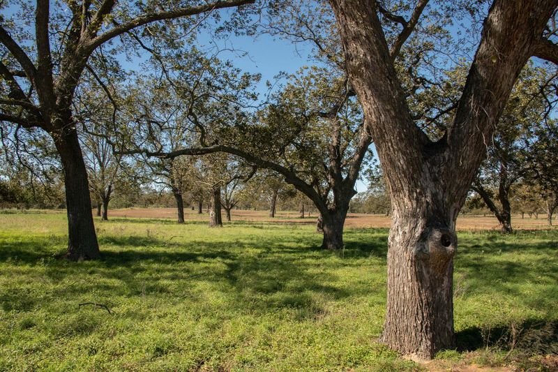 Clear The Ground Under Your Pecan Tree Clear The Ground Under Your Pecan Tree