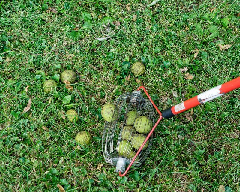 Clear Them Away Before Mowing
