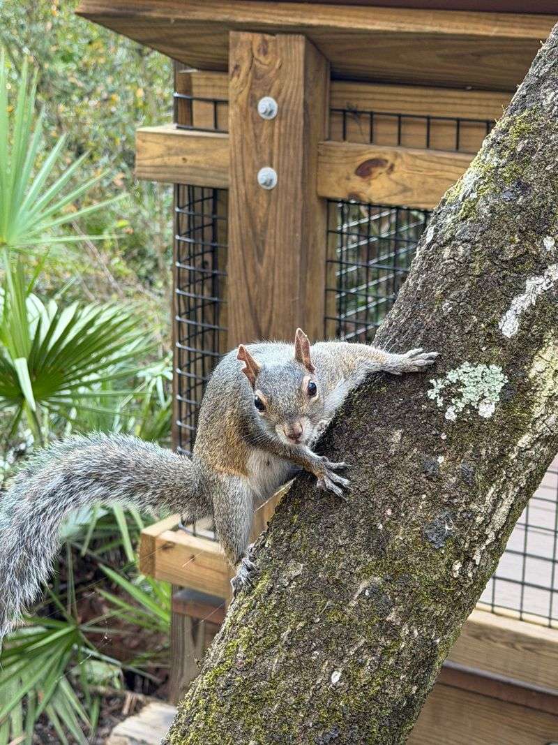 Clearing Fallen Nuts And Birdseed Can Reduce Nearby Attractions Clearing Fallen Nuts And Birdseed Can Reduce Nearby Attractions