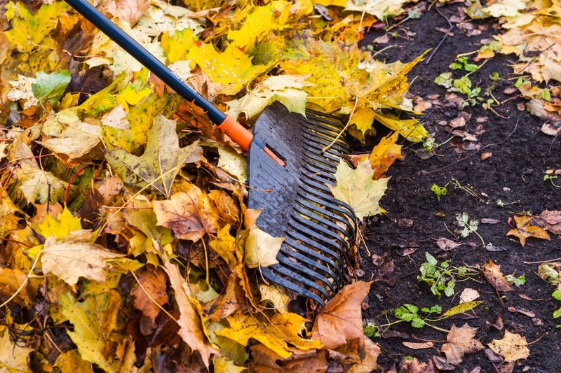 Clearing Leaves Off The Lawn Removes Another Damp Layer Clearing Leaves Off The Lawn Removes Another Damp Layer