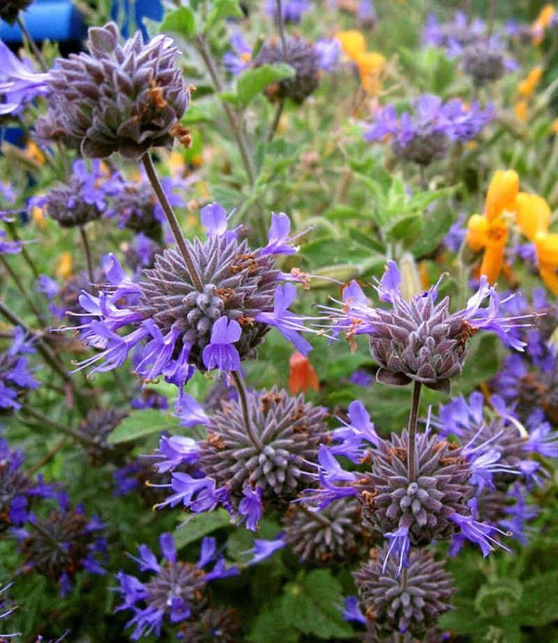 Cleveland Sage Brings Fragrance And Pollinators