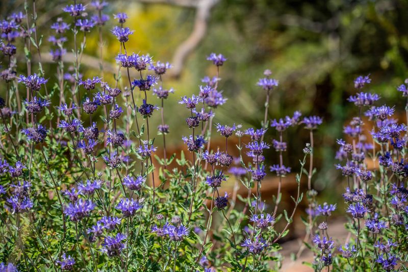 Cleveland Sage Fills Air With Fragrance