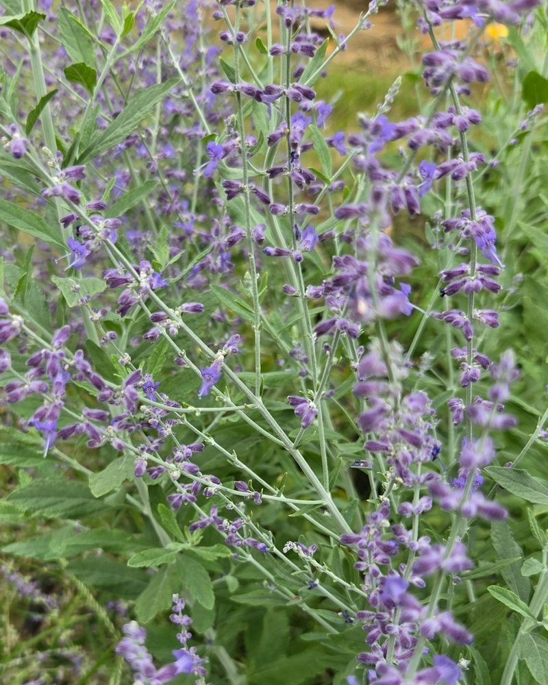 Cleveland Sage Stays Airy Along Sunny Fences