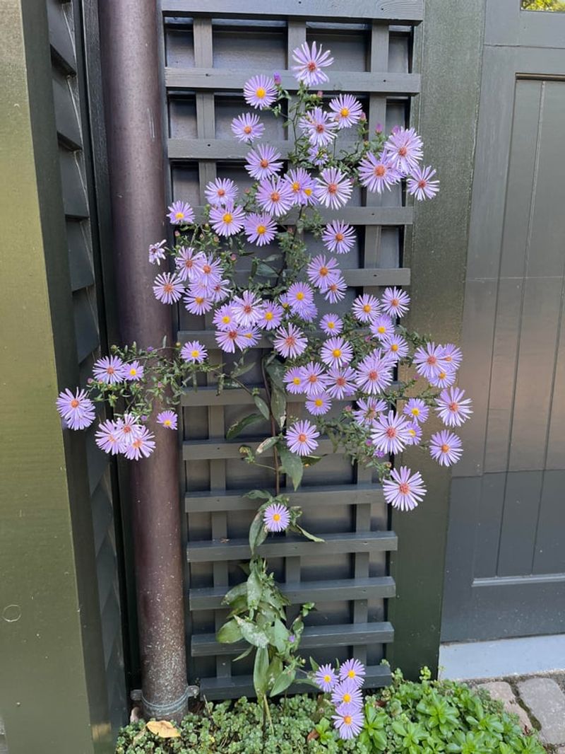 Climbing Aster Keeps Flowering Into Winter Climbing Aster Keeps Flowering Into Winter