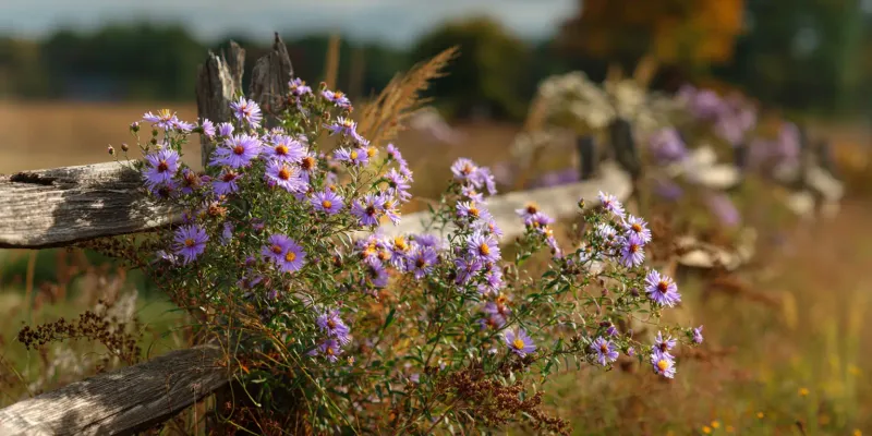 Climbing Aster Keeps Flowering Into Winter Climbing Aster Keeps Flowering Into Winter