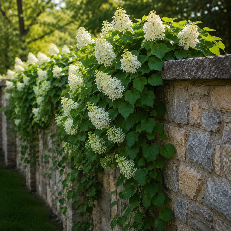 Climbing Hydrangea Softens Fences Climbing Hydrangea Softens Fences