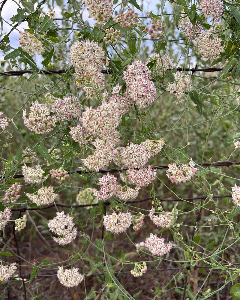 Climbing Milkweed (Funastrum cynanchoides) Climbing Milkweed (Funastrum cynanchoides)