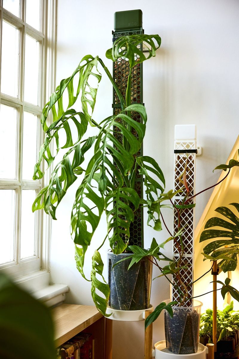Climbing Types Versus Compact Types For Small Rooms