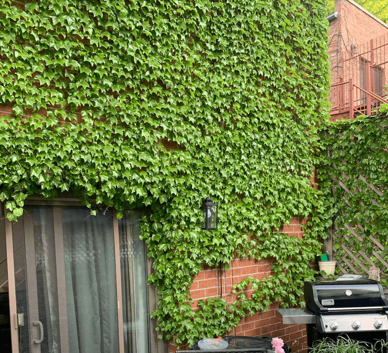 Climbing Vines On Walls And Fences