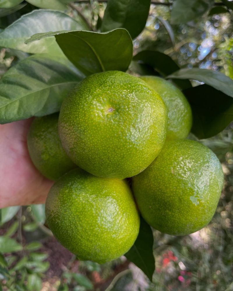 Clip The Fruit Instead Of Pulling It