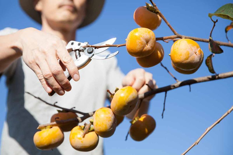 Clip Your Fruit With A Short Stem Attached Clip Your Fruit With A Short Stem Attached