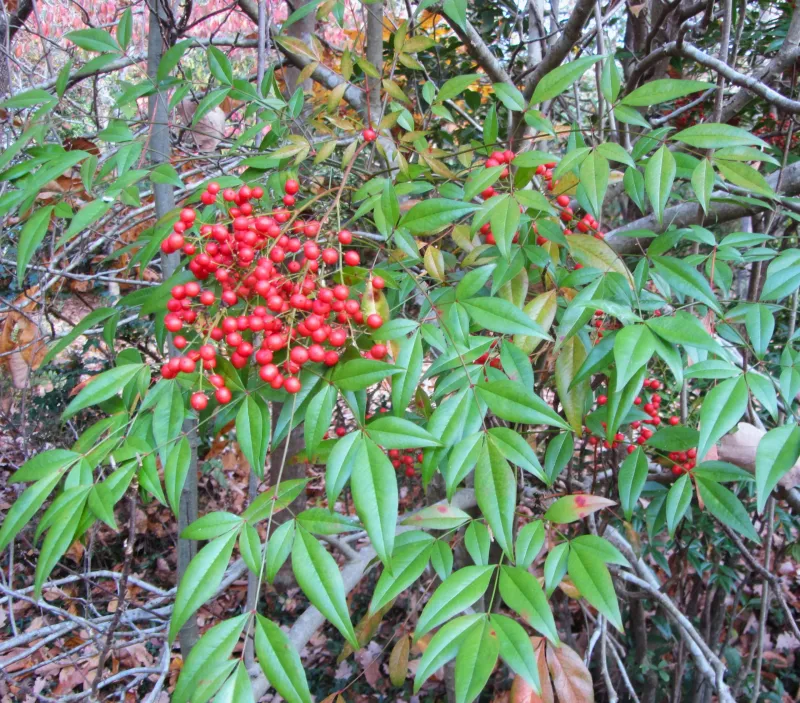 Clipping Berry Clusters Before The Flocks Land