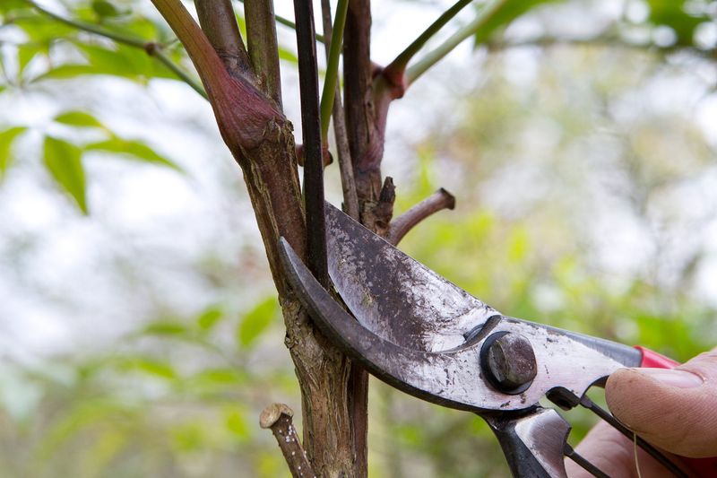 Clipping Berry Clusters Before Winter Reduces The Risk Clipping Berry Clusters Before Winter Reduces The Risk