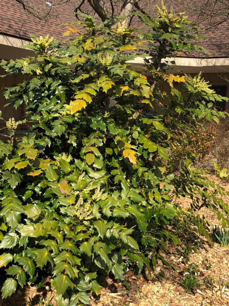 Clipping Flower Stalks Early Prevents A New Crop Of Berries