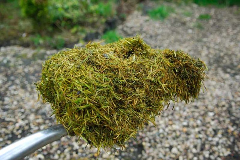Clippings From Lawns Sprayed With Herbicides Clippings From Lawns Sprayed With Herbicides