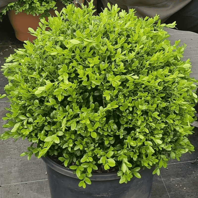 Clippings From One Healthy Shrub Can Grow Into A Whole Row Clippings From One Healthy Shrub Can Grow Into A Whole Row