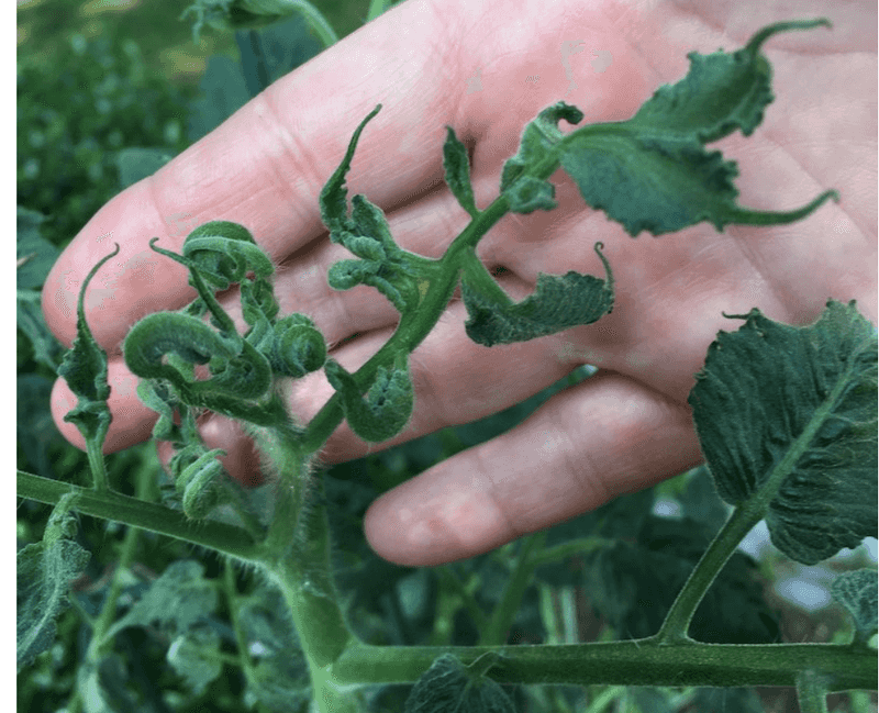 Clippings Sprayed With Persistent Herbicides Clippings Sprayed With Persistent Herbicides