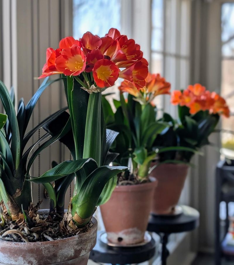 Clivia Glows Bright Orange During Late Winters