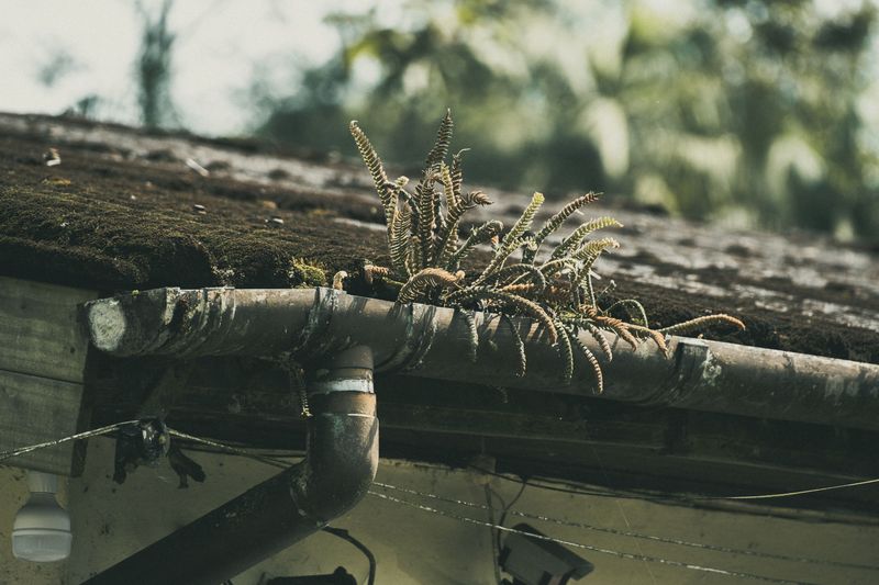 Clogged Gutters Keep Shingles Wet Longer
