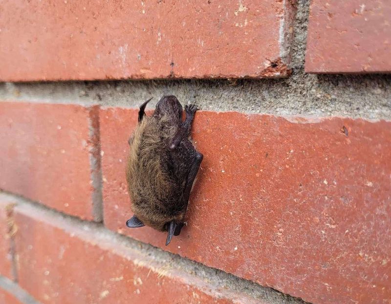 Close Interior Doors And Keep The Bat In One Room Close Interior Doors And Keep The Bat In One Room