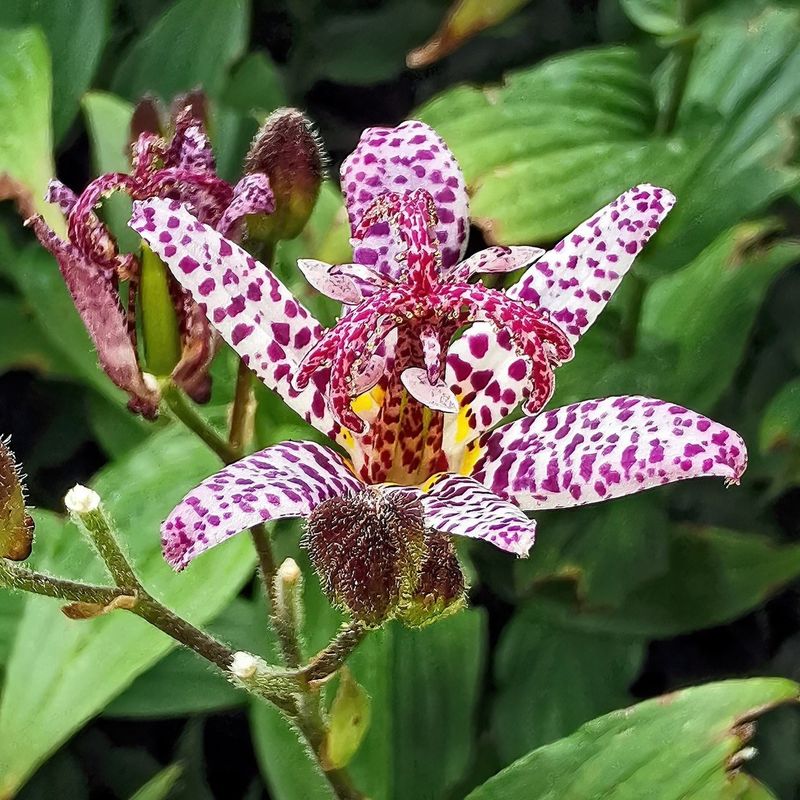 Close Up The Blooms Look More Like Tiny Orchids Than Lilies Close Up The Blooms Look More Like Tiny Orchids Than Lilies
