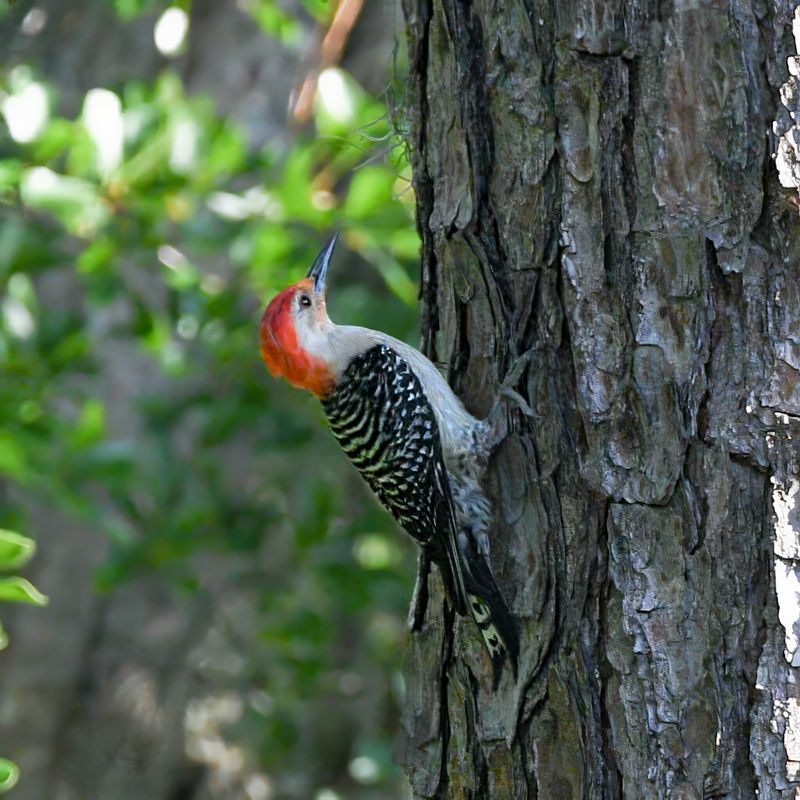 Closely Spaced Window Markings Help Birds Recognize The Barrier