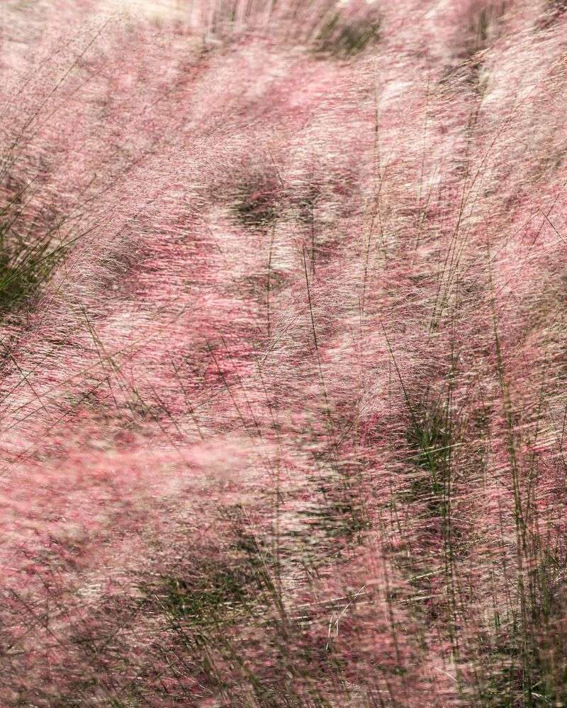 Clouds Of Pink When Fall Arrives