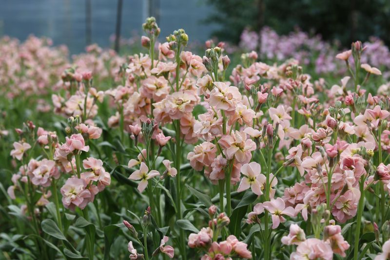Clove-Scented Stock Does Well In Warmer Parts Of The State