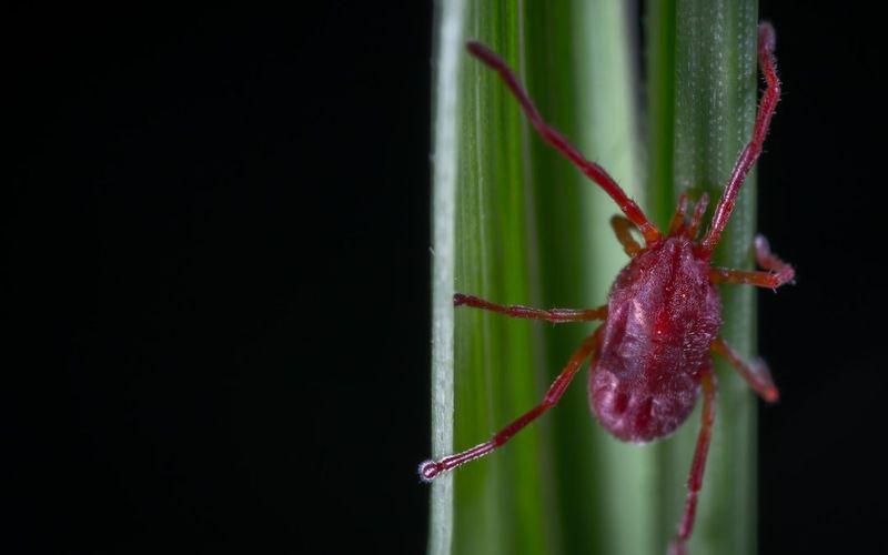 Clover Mites Won't Bite You, Your Kids, Or Your Dog