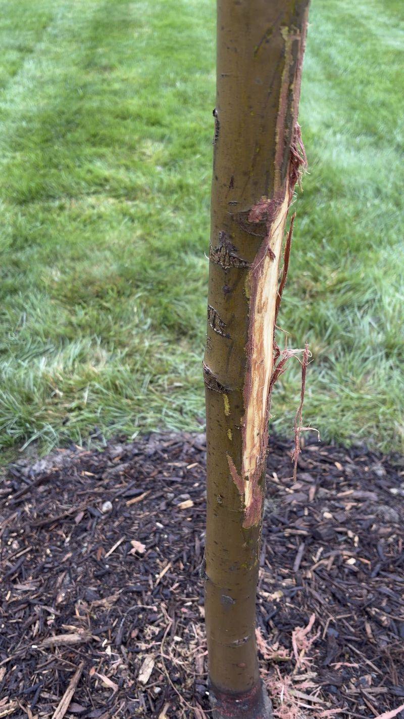 Clues That Separate Rubs From Mower Damage Clues That Separate Rubs From Mower Damage
