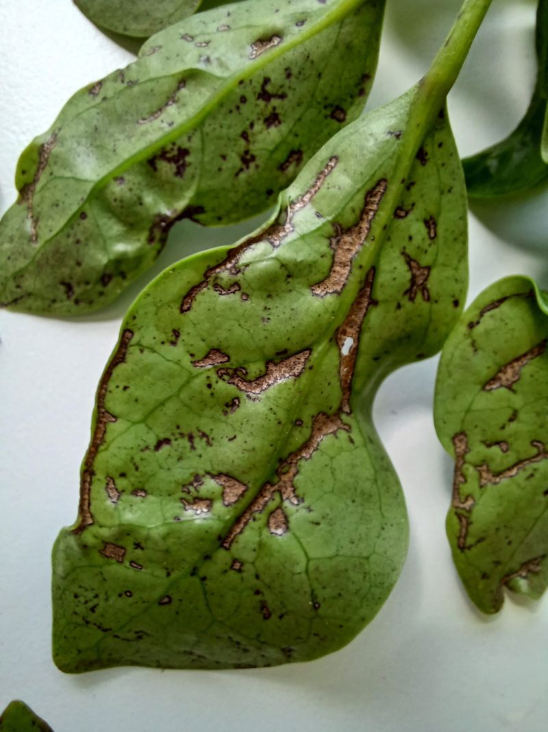 Clues Your Plants Are In Trouble