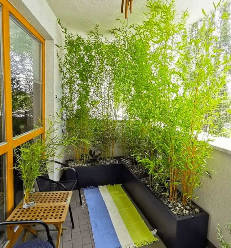 Clumping Bamboo Adds Zen Privacy To Patios Clumping Bamboo Adds Zen Privacy To Patios