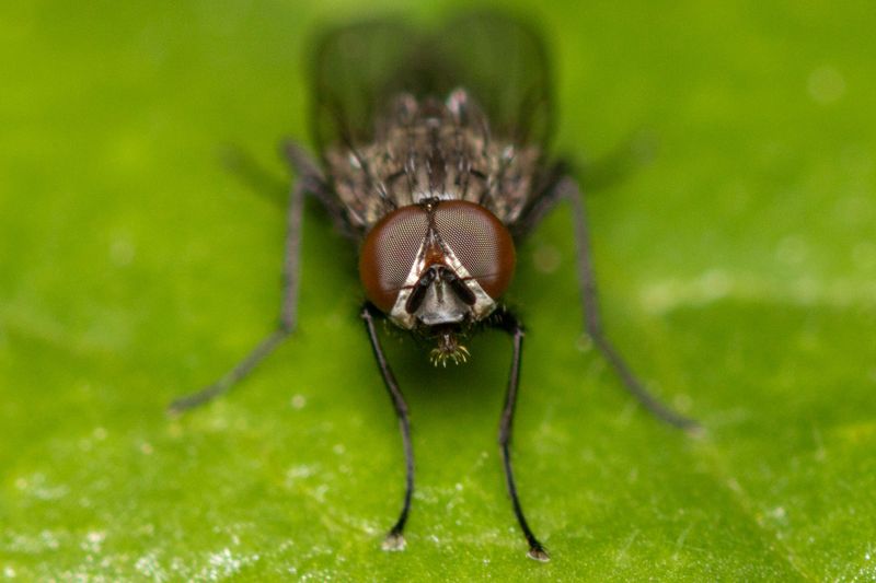 Cluster Flies That Buzz In The Attic