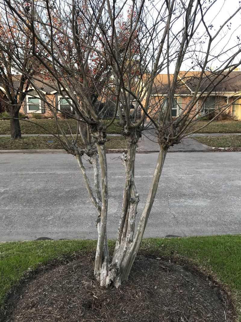 Clusters Add Texture To Bare Branches Through The Cold Months Clusters Add Texture To Bare Branches Through The Cold Months