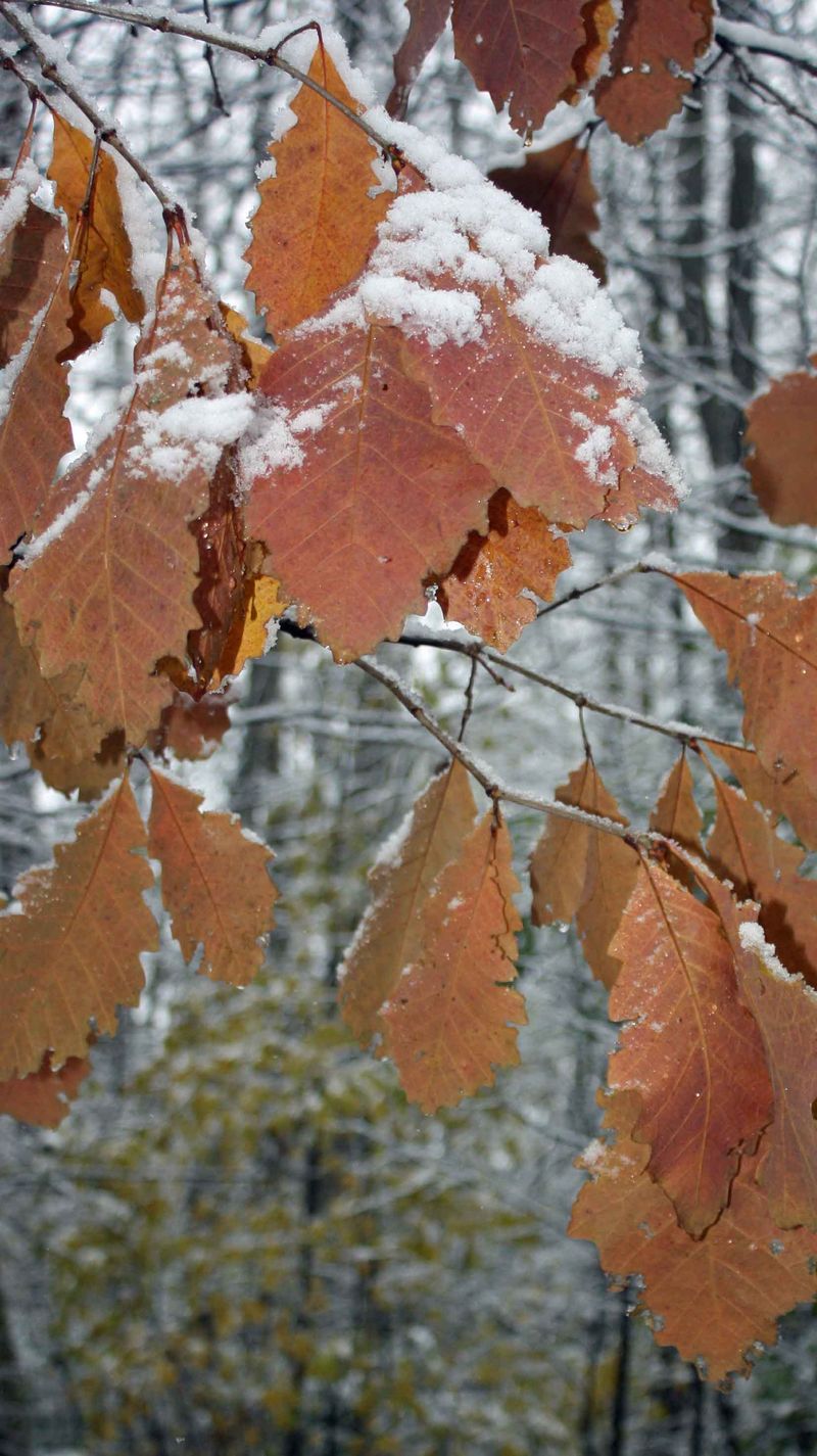 Clusters Of Dry Leaves Clinging To Branches Clusters Of Dry Leaves Clinging To Branches