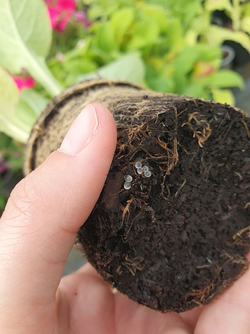 Clusters Of Slug Eggs In Soil And Mulch Clusters Of Slug Eggs In Soil And Mulch