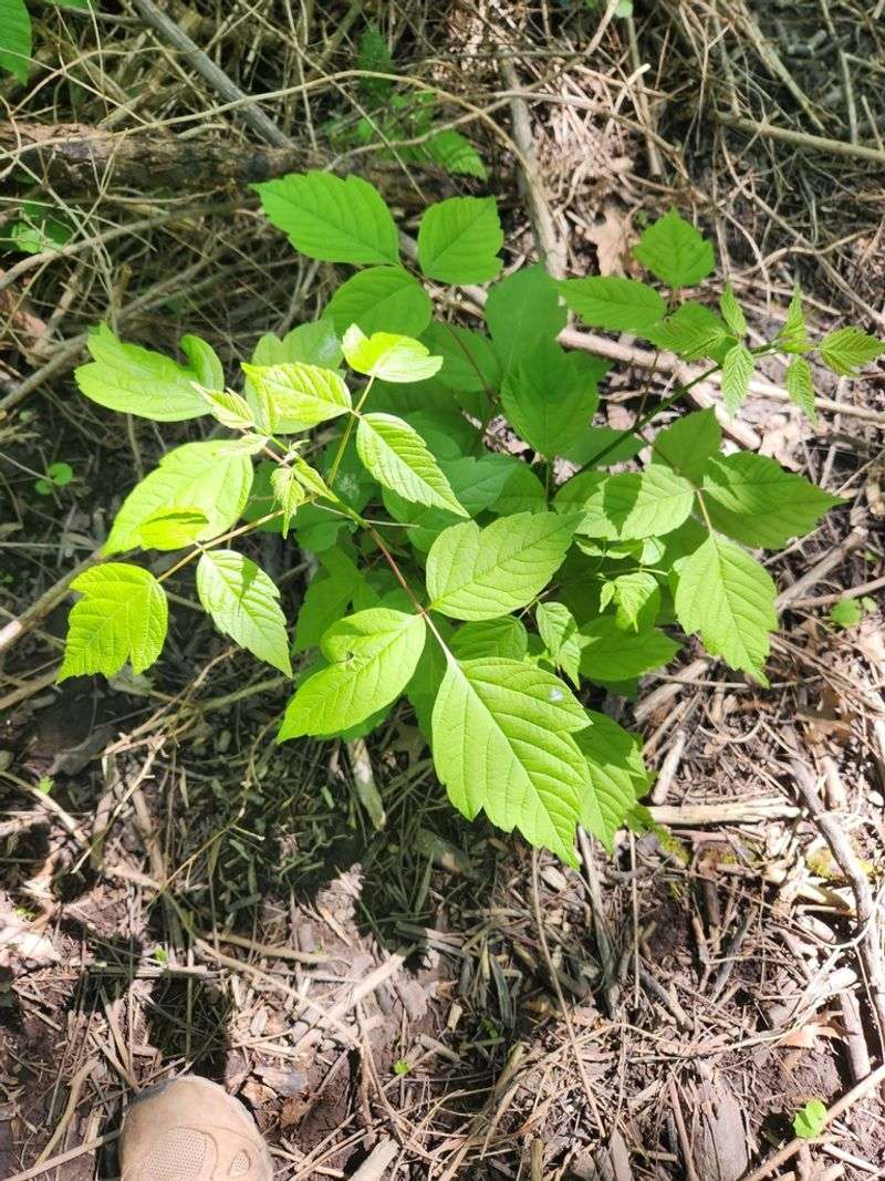Clusters Of Three Leaflets Are A Key Poison Ivy Clue Clusters Of Three Leaflets Are A Key Poison Ivy Clue
