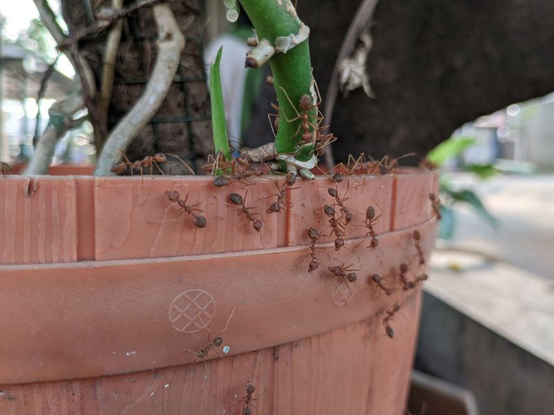 Clutter And Potted Plants Offer Easy Cover Clutter And Potted Plants Offer Easy Cover