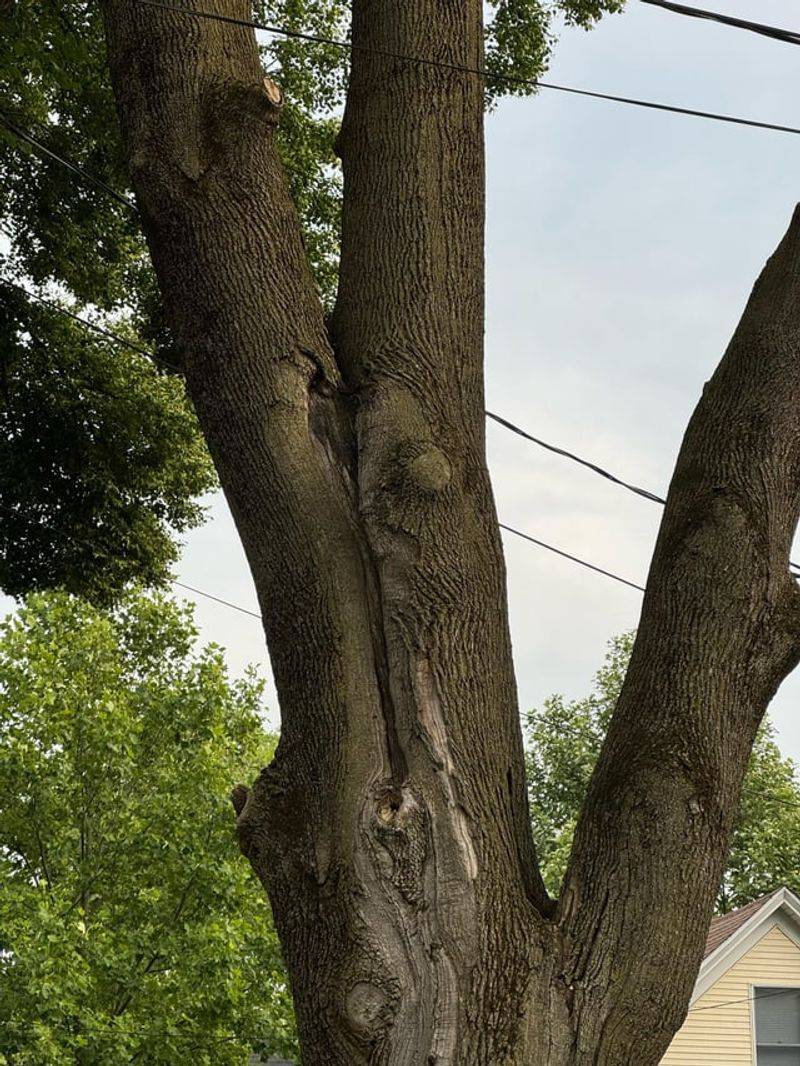 Co-Dominant Stems Split Under Pressure