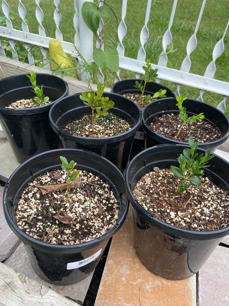 Coarse, Well-Drained Mix Keeps Cut Stems From Rotting Coarse, Well-Drained Mix Keeps Cut Stems From Rotting