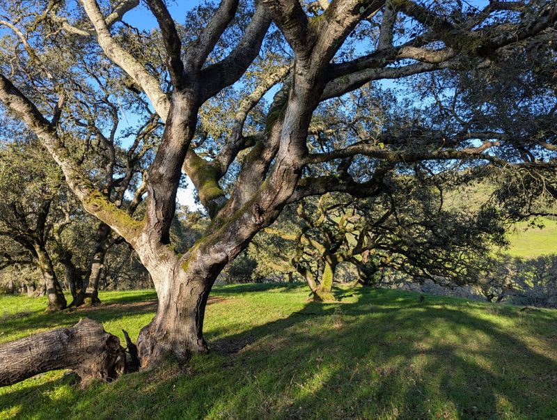 Coast Live Oak Grows Into A Shade Giant Coast Live Oak Grows Into A Shade Giant