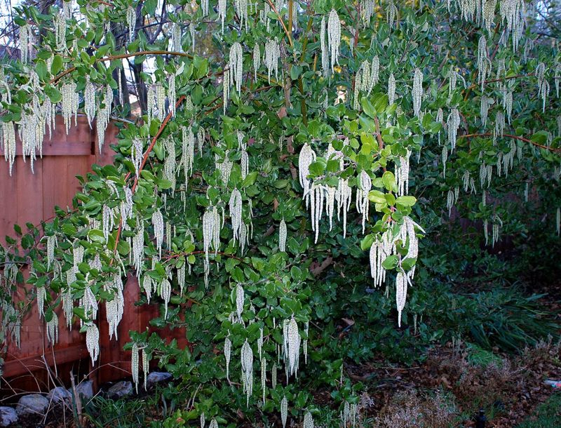 Coast Silktassel Adds Winter Tassels