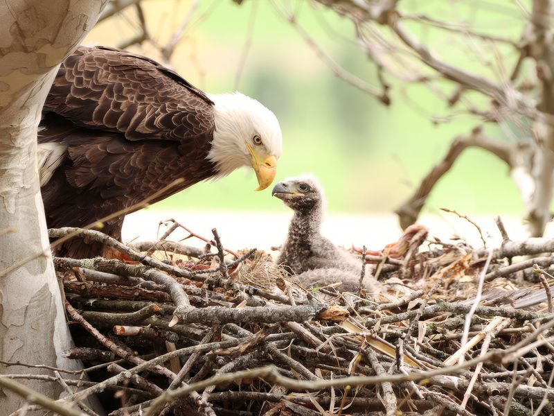 Coastal Pairs Can Start Nesting Up To Two Months Before Northern Ones