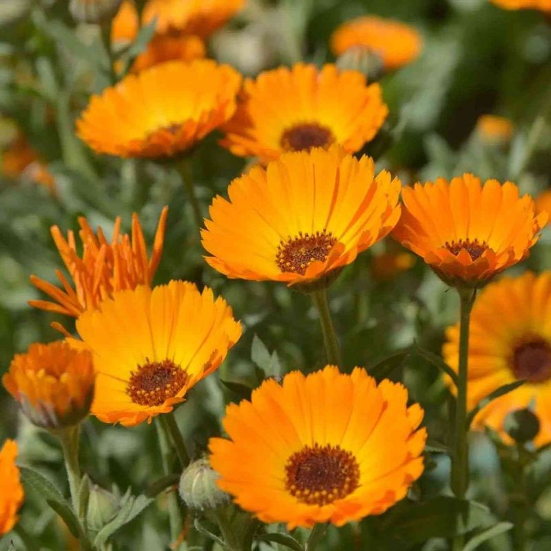 Coastal Plain Gardens Are The Best Fit